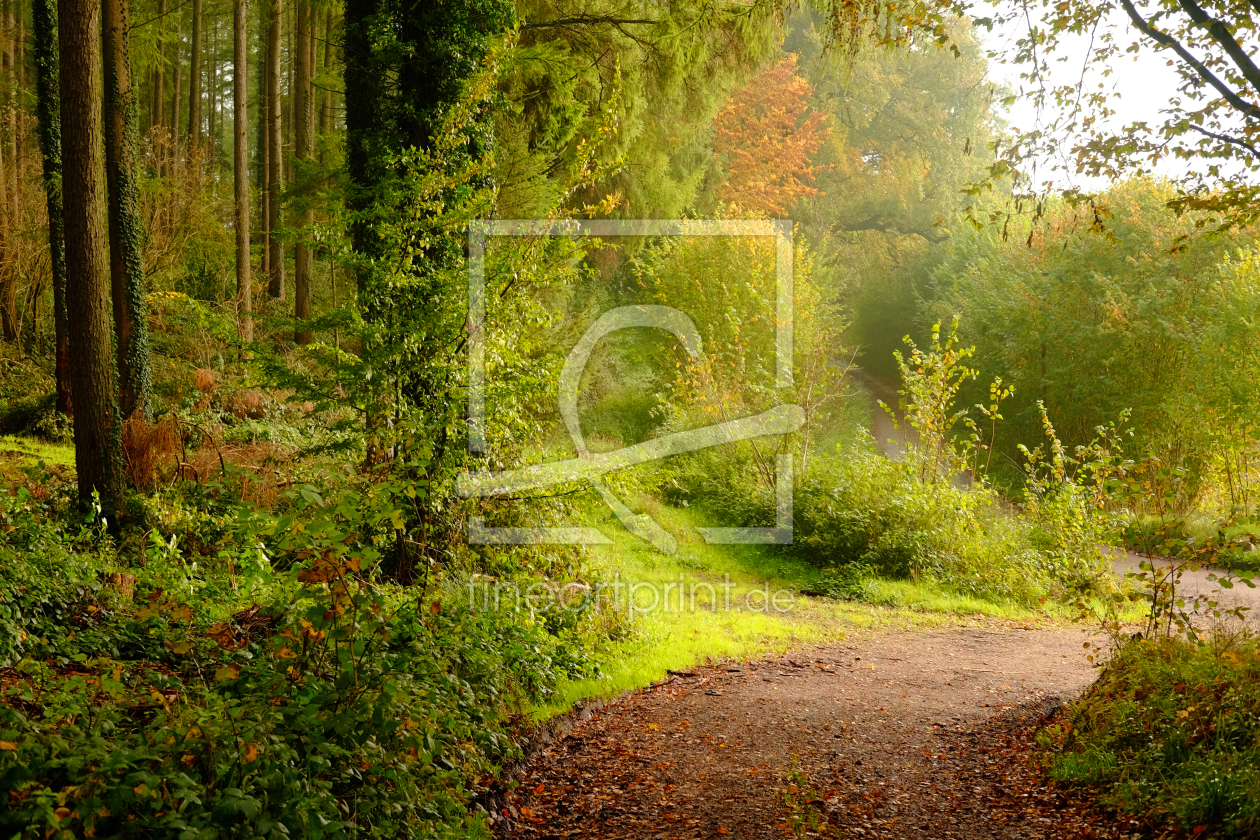 Bild-Nr.: 11944145 Herbstwald erstellt von Ostfriese