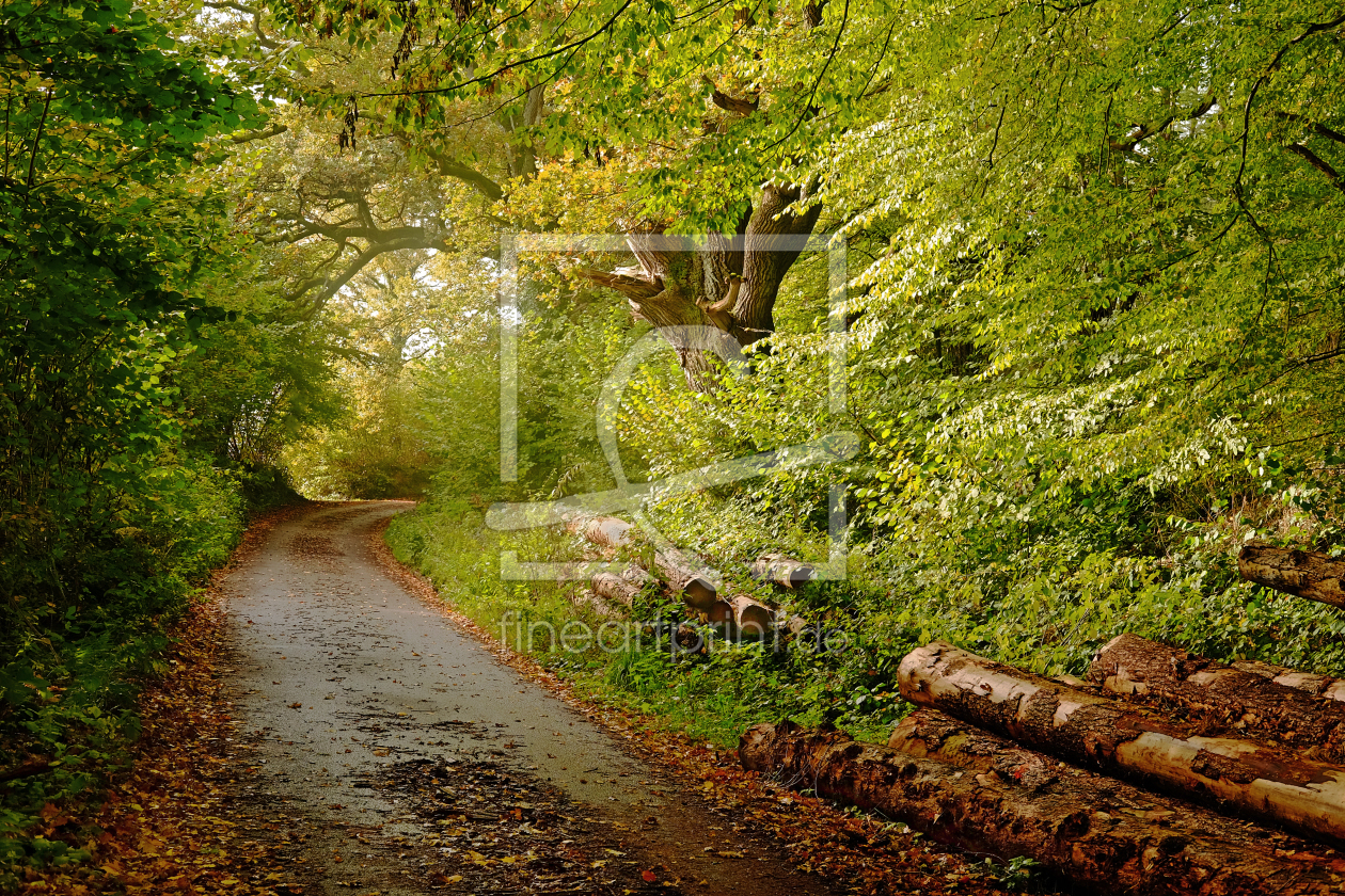 Bild-Nr.: 11944232 Waldweg erstellt von Ostfriese