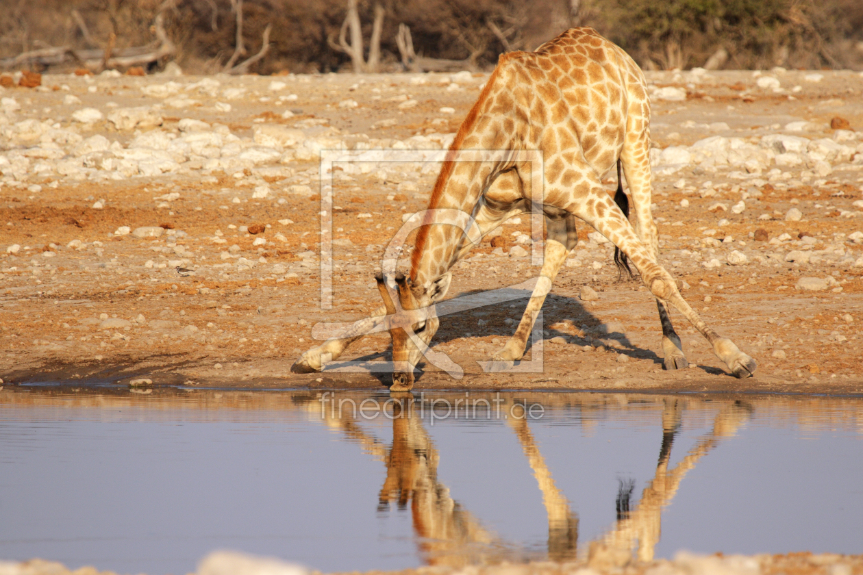 Bild-Nr.: 11946365 Giraffe am Wasserloch erstellt von DirkR