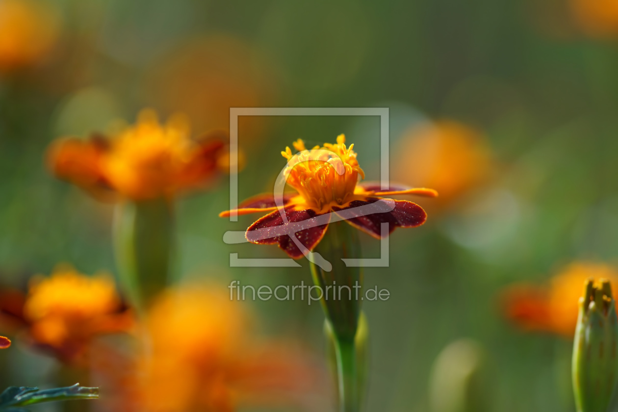 Bild-Nr.: 11946839 Tagetes erstellt von youhaveadream