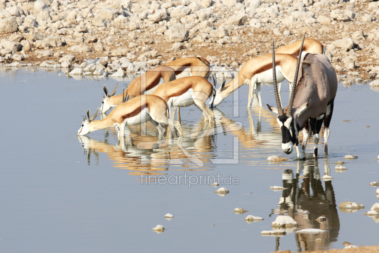Bild-Nr.: 11947839 Springböcke und Oryx am Wasserloch erstellt von DirkR
