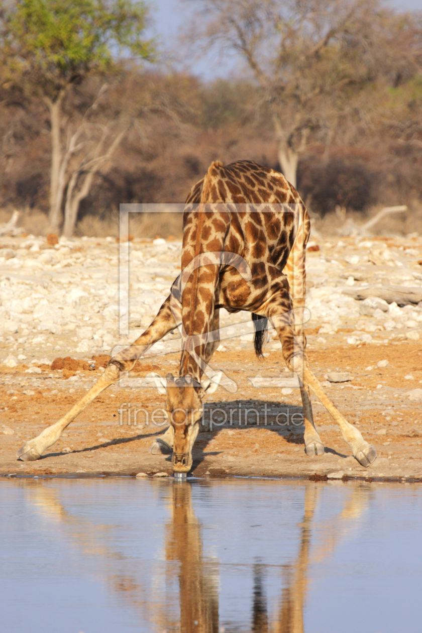 Bild-Nr.: 11947840 Trinkende Giraffe erstellt von DirkR