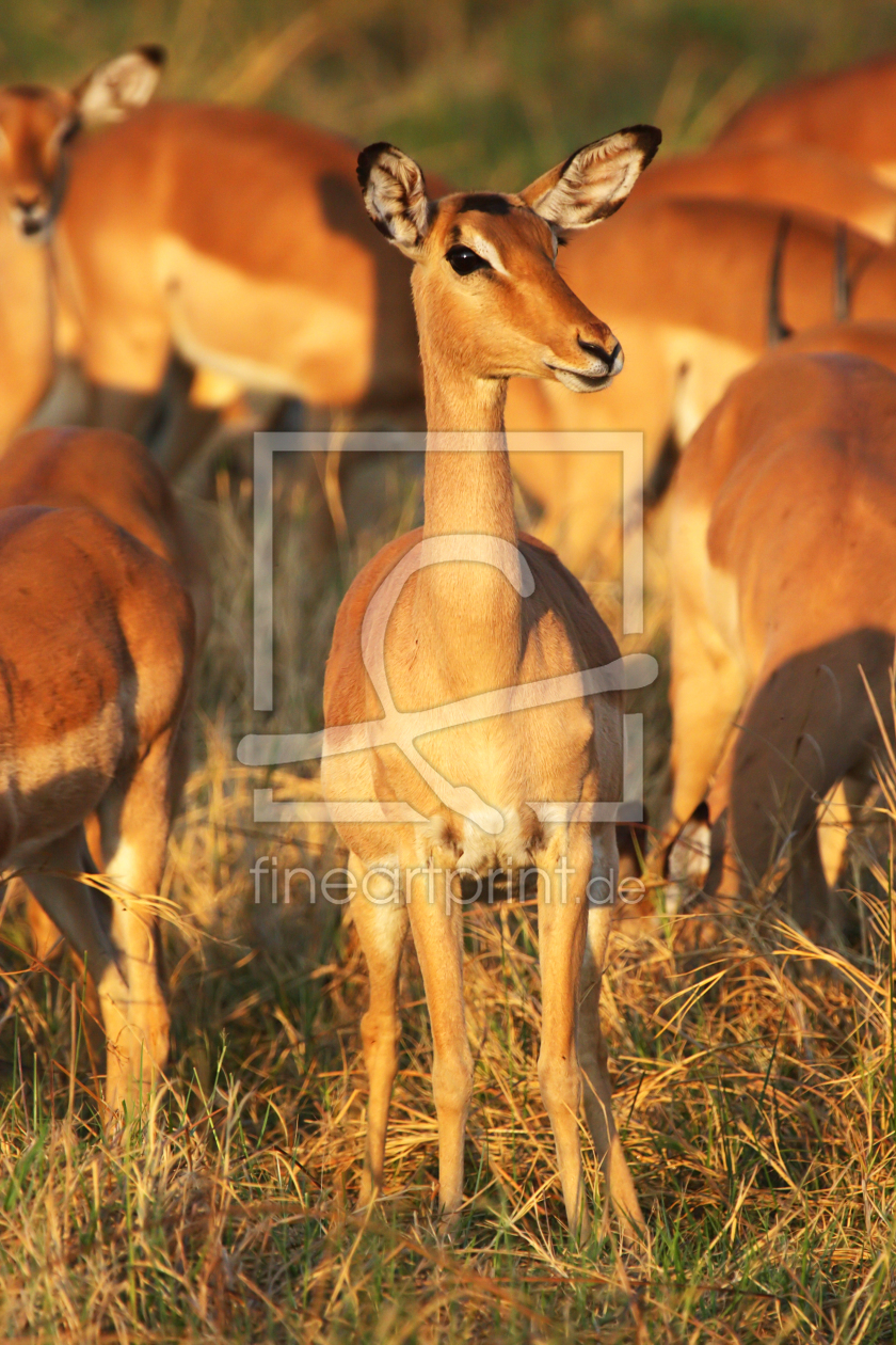 Bild-Nr.: 11947841 Impala im Okavango Delta erstellt von DirkR