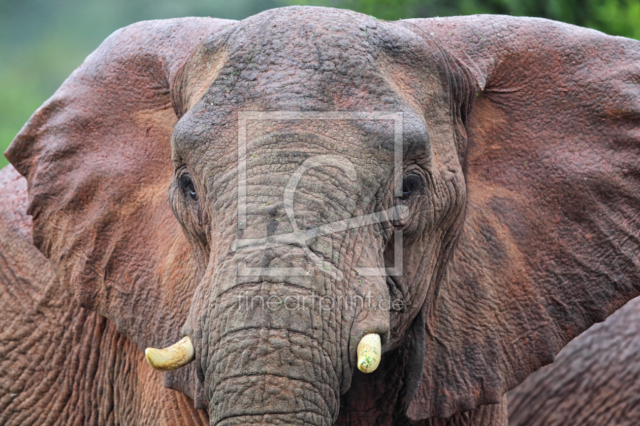 Bild-Nr.: 11948162 Elefant in Südafrika erstellt von DirkR