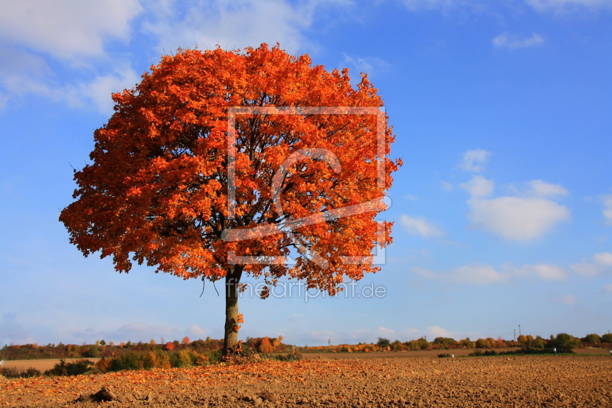 Bild-Nr.: 11948329 Herbstbild erstellt von Amazone54