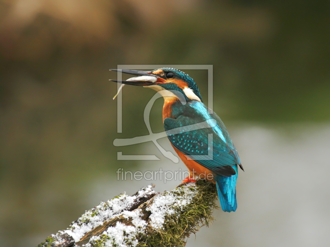 Bild-Nr.: 11948937 Eisvogel im Winter erstellt von DirkR