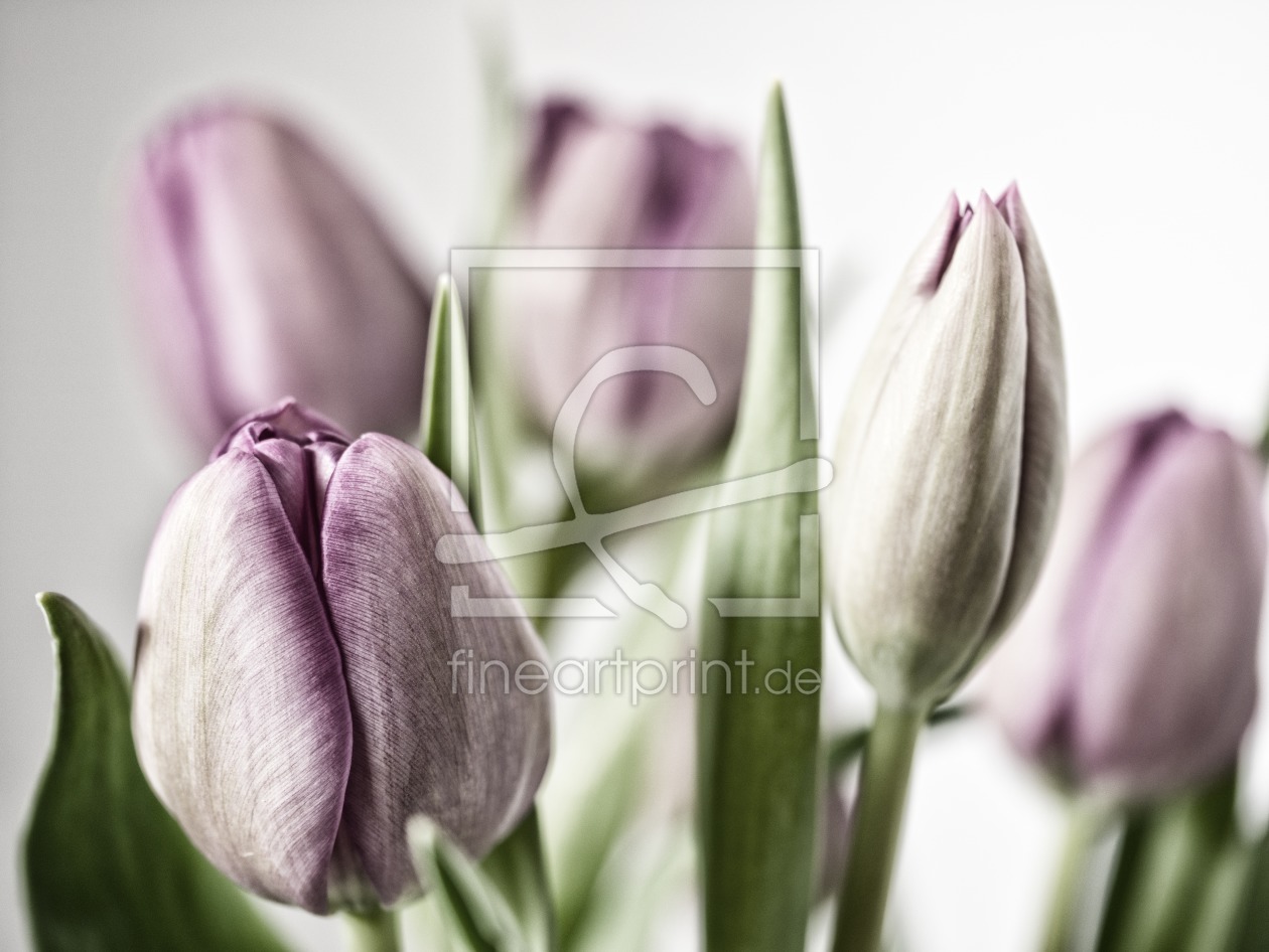 Bild-Nr.: 11948945 Tulpen erstellt von SariPhotography