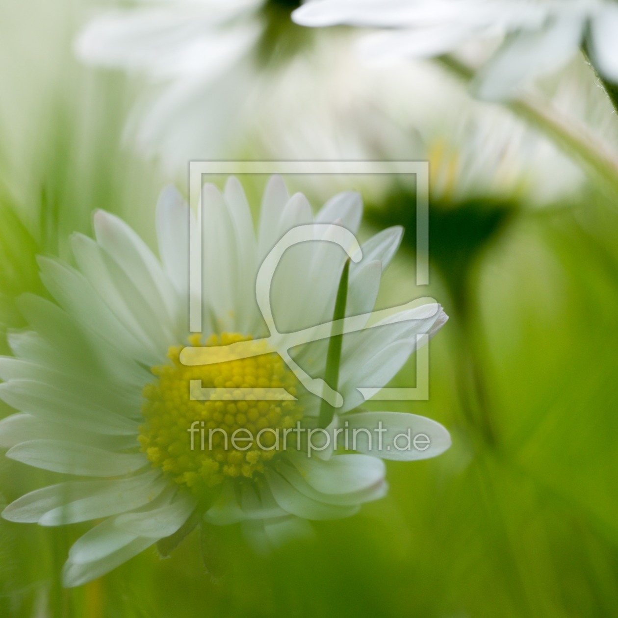 Bild-Nr.: 11949110 Gänseblümchen erstellt von SariPhotography