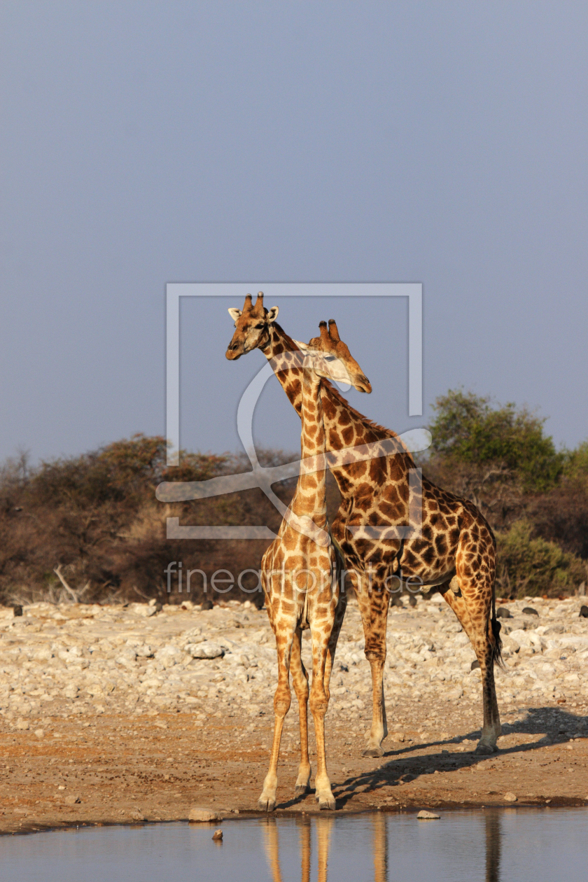 Bild-Nr.: 11949156 Zwei Giraffen erstellt von DirkR
