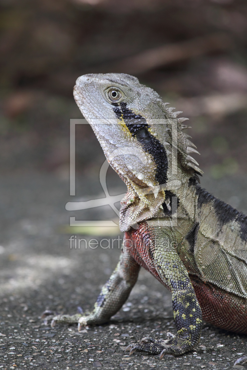 Bild-Nr.: 11949164 Australische Wasseragame erstellt von DirkR