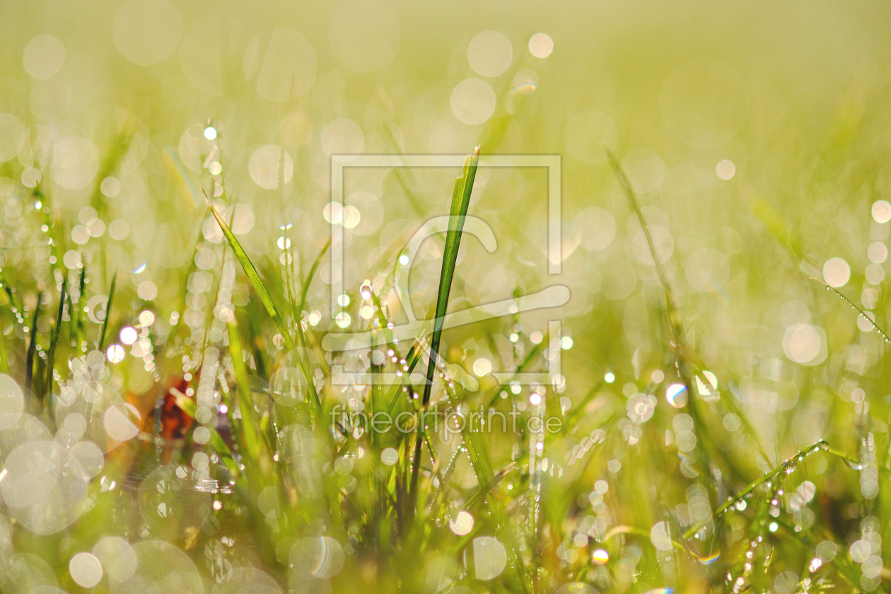 Bild-Nr.: 11949652 Morgenstimmung im Rasen erstellt von Ostfriese