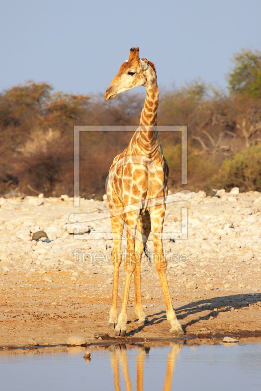 Bild-Nr.: 11949763 Giraffe am Wasserloch erstellt von DirkR