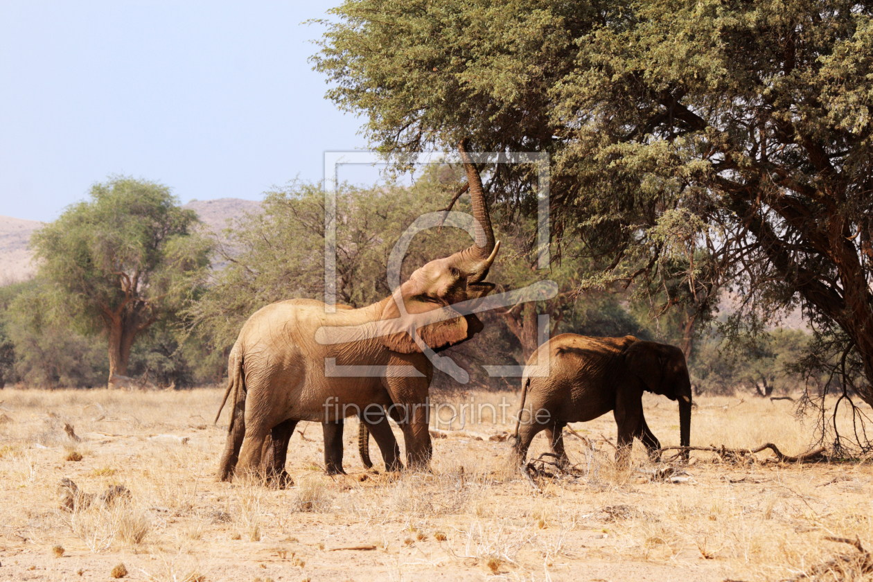 Bild-Nr.: 11949780 Wüstenelefanten in Namibia erstellt von DirkR
