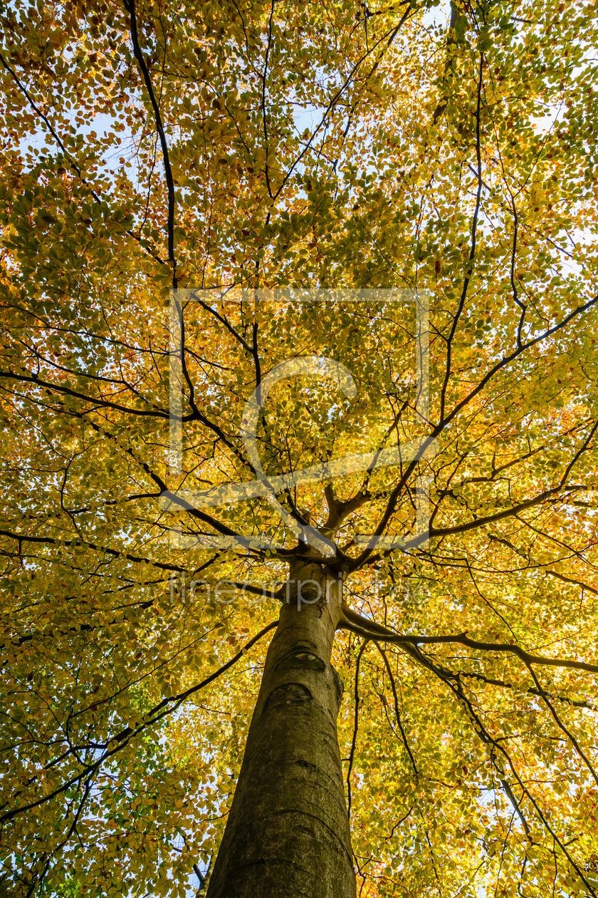 Bild-Nr.: 11949853 Autumn Network erstellt von Ursula Reins