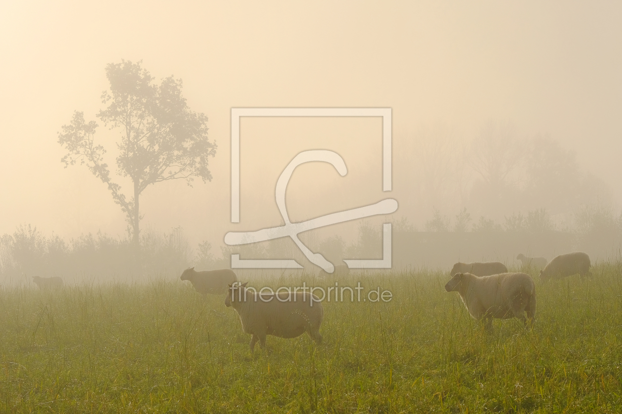Bild-Nr.: 11949887 Schafe im Nebel erstellt von Ostfriese