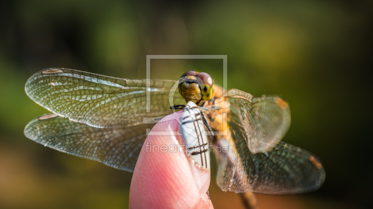 Bild-Nr.: 11949924 Dragonfly erstellt von explore-with-jan