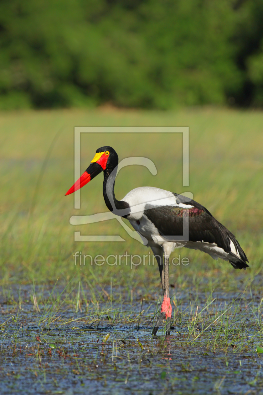 Bild-Nr.: 11949980 Sattelstorch im Okavango Delta erstellt von DirkR