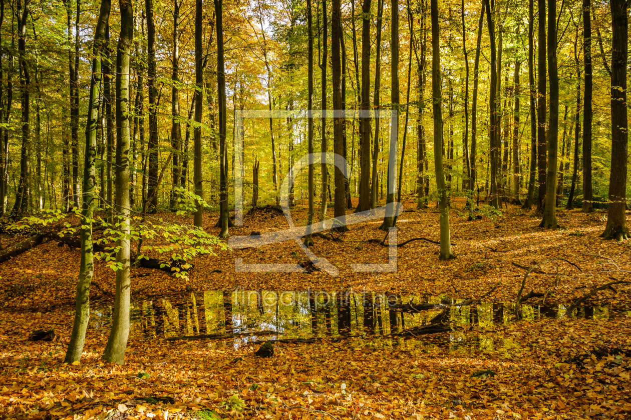 Bild-Nr.: 11950003 Herbstlicher Waldspiegel erstellt von Ursula Reins