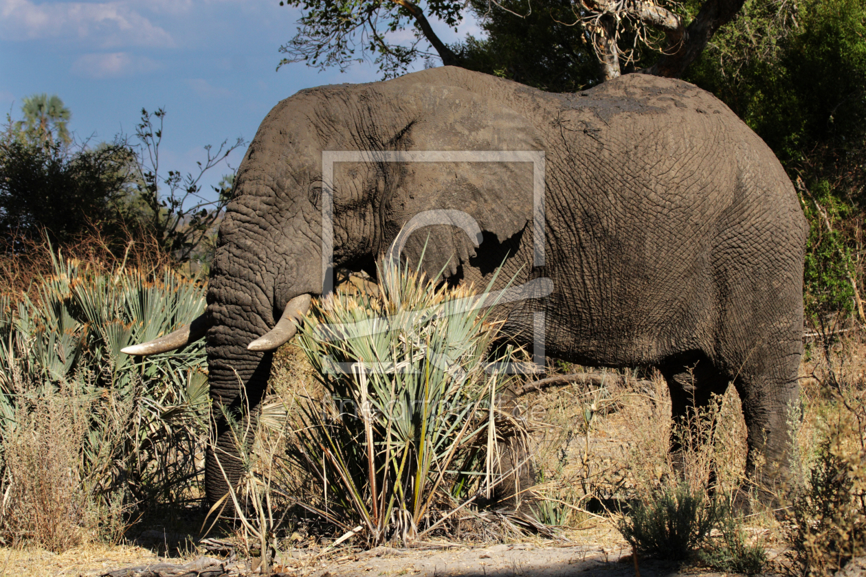 Bild-Nr.: 11950229 Elefant im Okavango Delta erstellt von DirkR