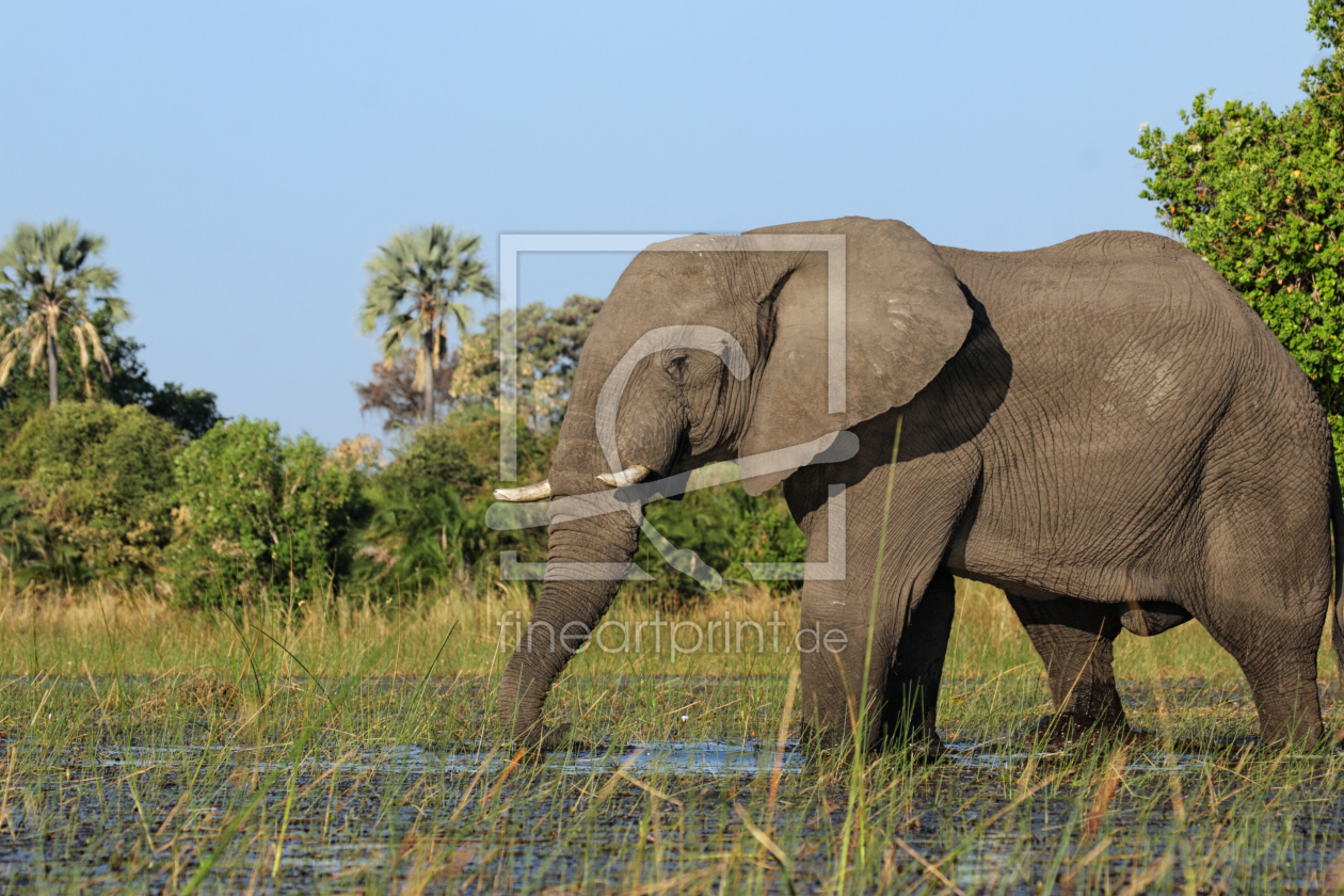 Bild-Nr.: 11951278 Elefant im Okavango Delta erstellt von DirkR