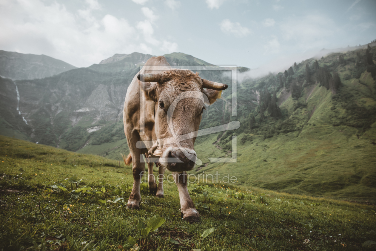Bild-Nr.: 11951476 Neugierige Kuh im Oytal bei Oberstdorf erstellt von Daniel-Weissenhorn-Photography