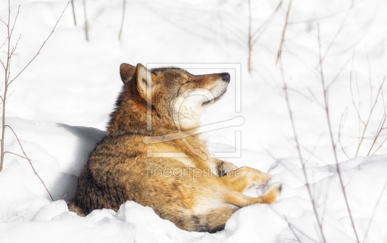 Bild-Nr.: 11951478 Wolf liegt im Schnee erstellt von SandraFotodesign