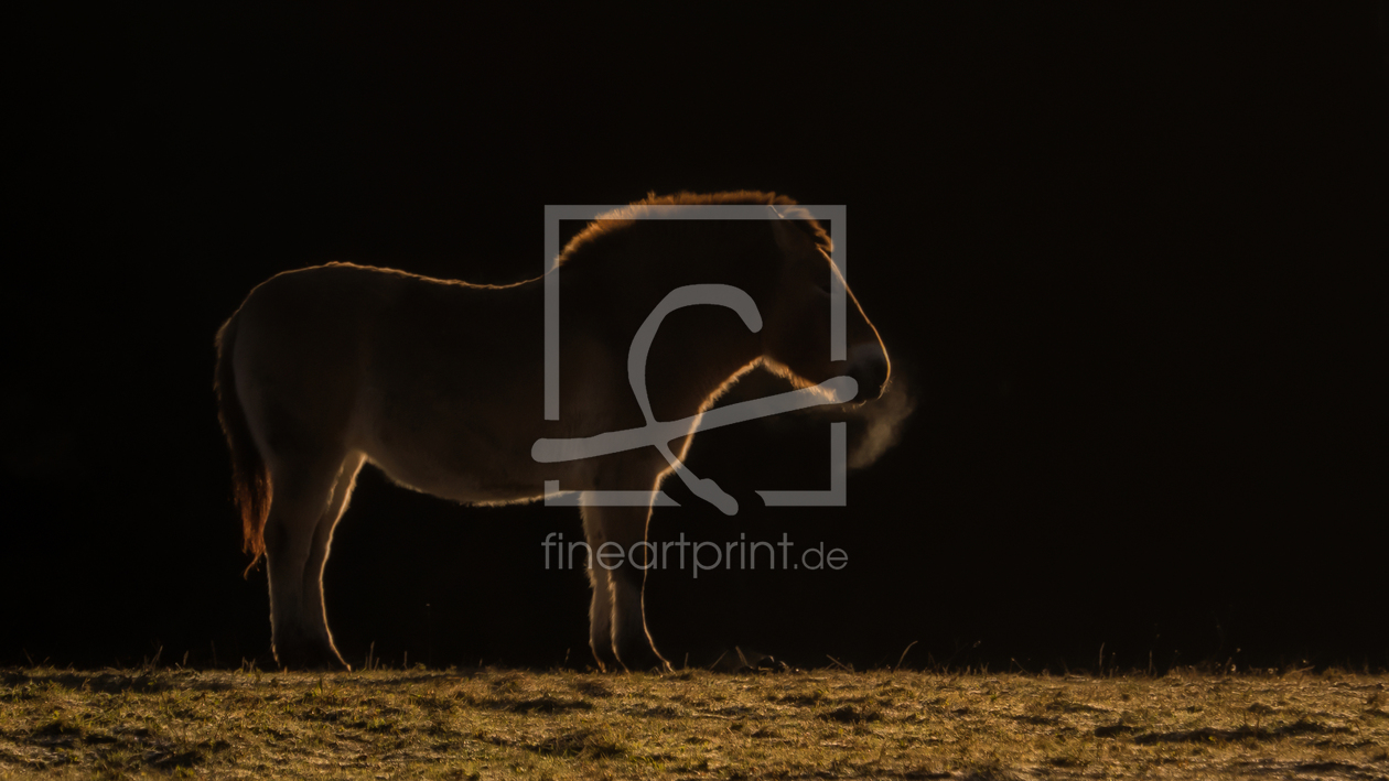 Bild-Nr.: 11951479 Wildpferd morgens auf einer Wiese erstellt von SandraFotodesign