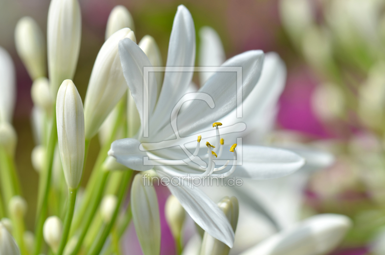 Bild-Nr.: 11951989 Sommerblumen erstellt von Atteloi