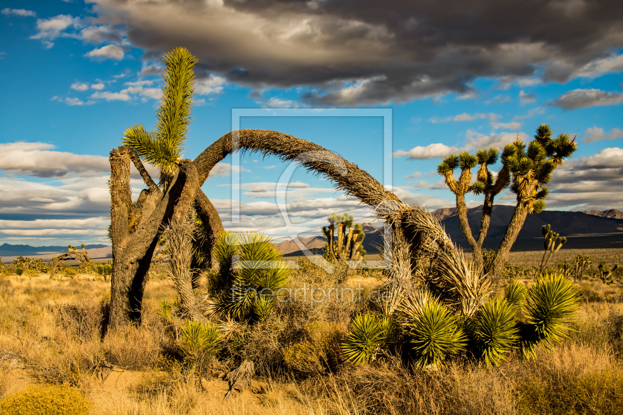 Bild-Nr.: 11952413 Mojave Desert erstellt von DiZi