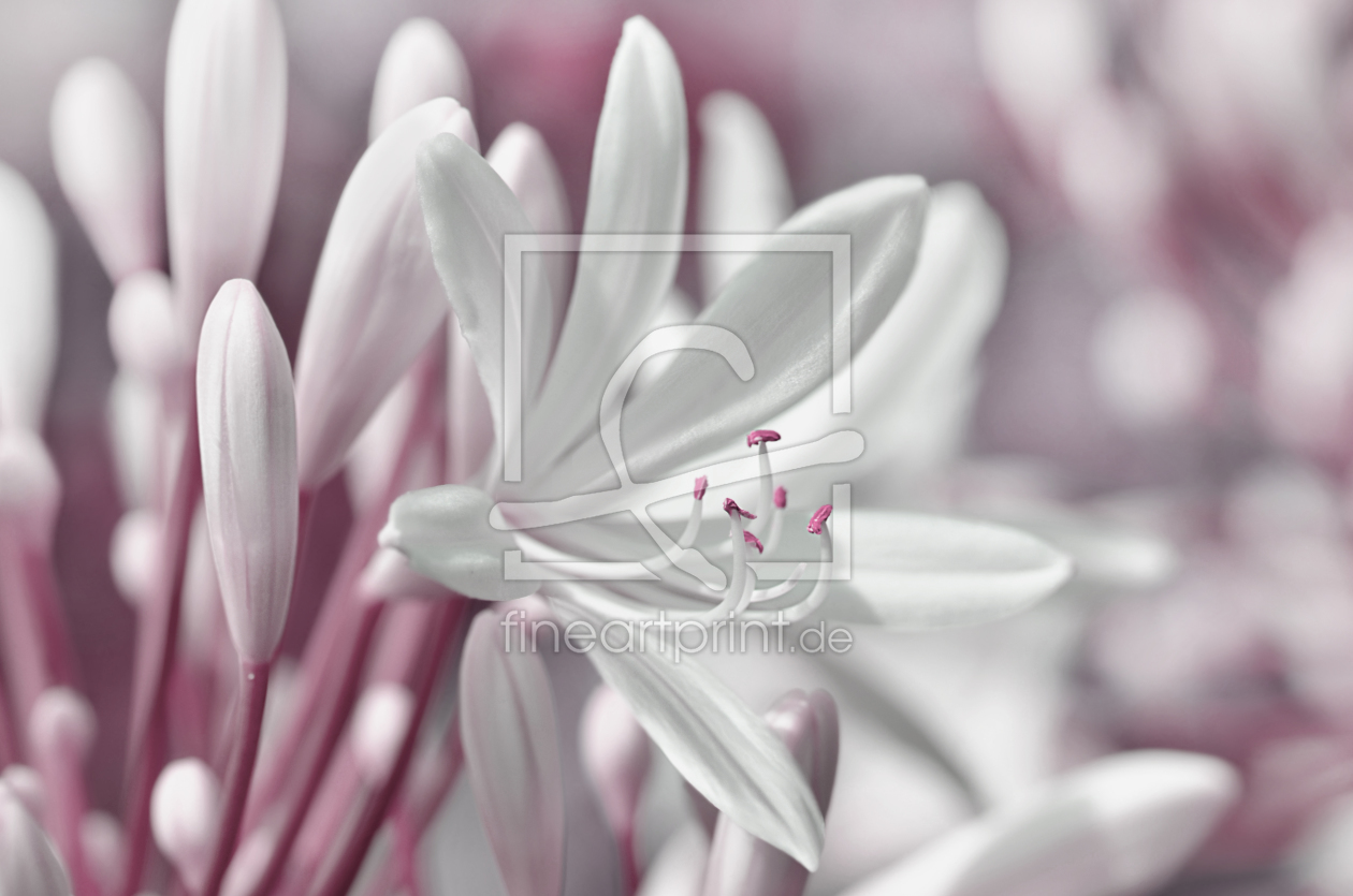 Bild-Nr.: 11952458 Weiße Blüte erstellt von Atteloi