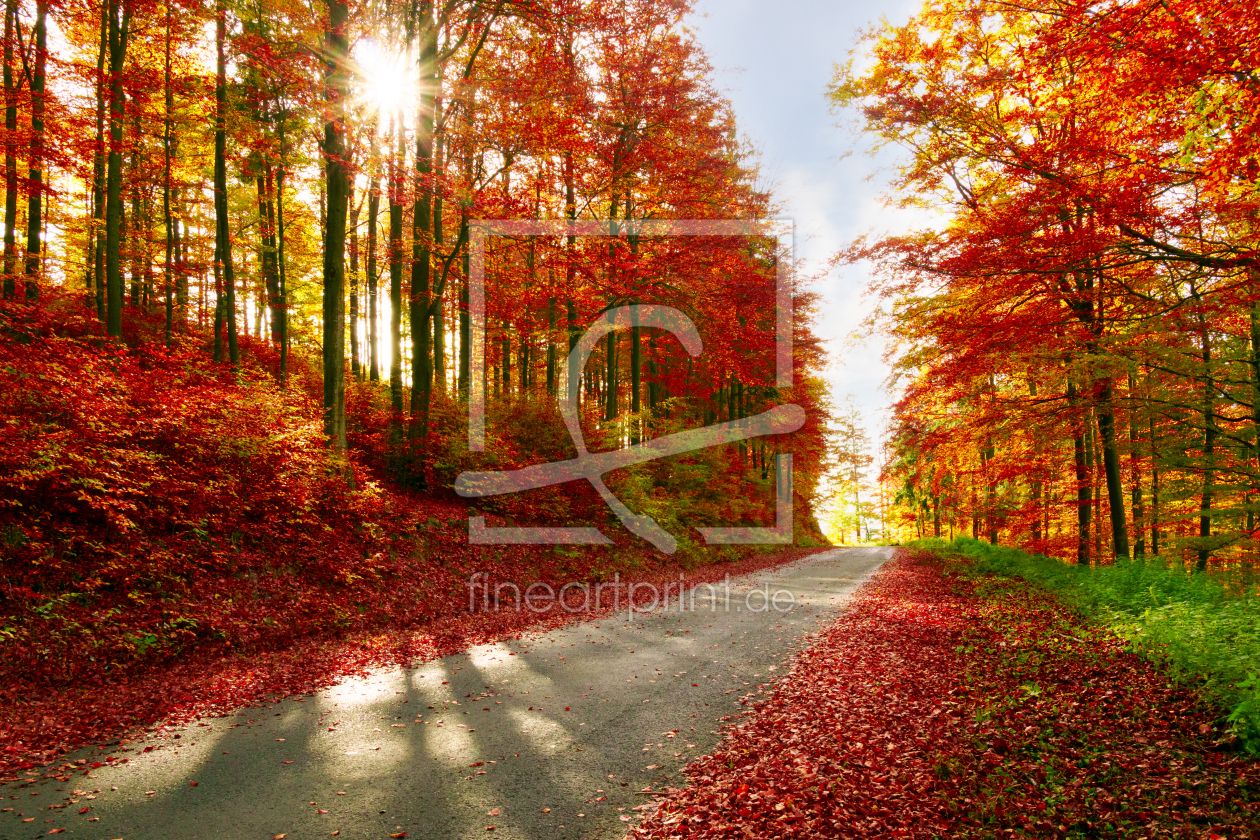 Bild-Nr.: 11952500 Herbstwald erstellt von Dora-Pi-Art-Photographie