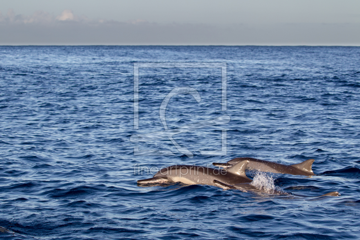 Bild-Nr.: 11952624 Spinnerdelfine vor Mauritius erstellt von DirkR