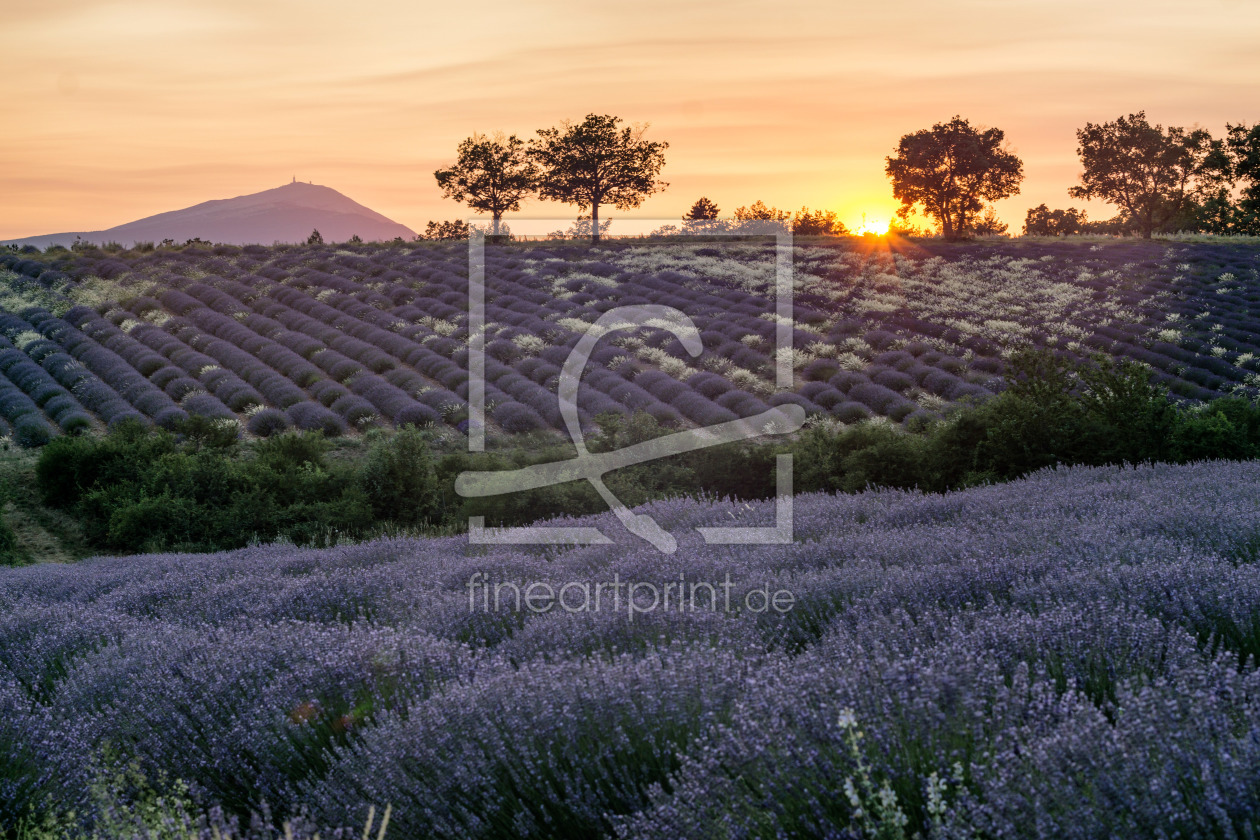 Bild-Nr.: 11952824 Lavendel bei Banon Vaucluse Provence erstellt von travelstock44