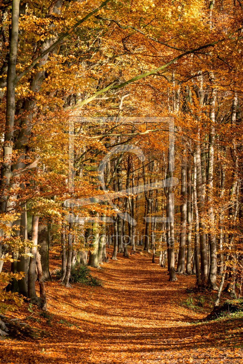 Bild-Nr.: 11952842 Herbstweg erstellt von Steffen Henze