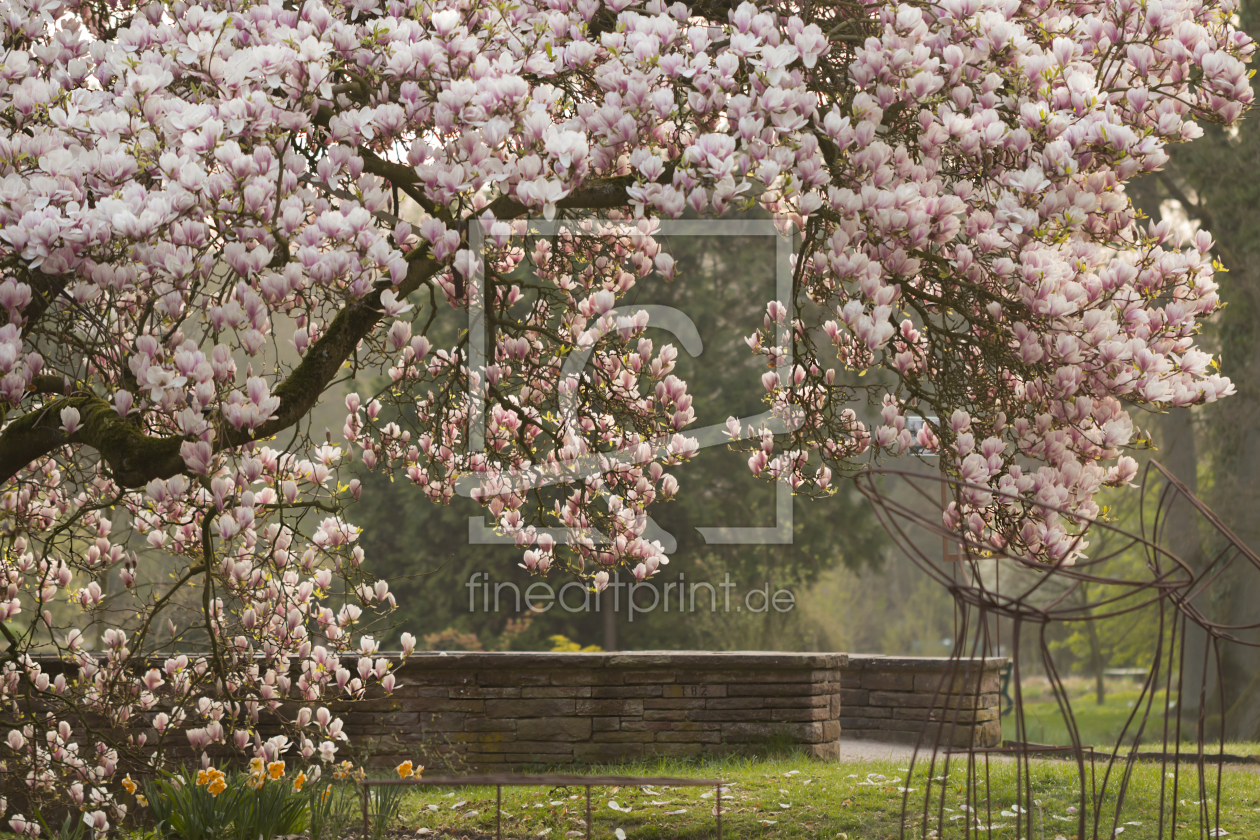 Bild-Nr.: 11953121 Magnolien Traum erstellt von Ulrike Adam