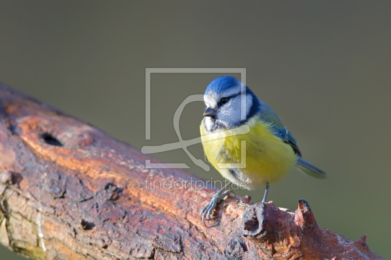 Bild-Nr.: 11954253 Blaumeise erstellt von DirkR