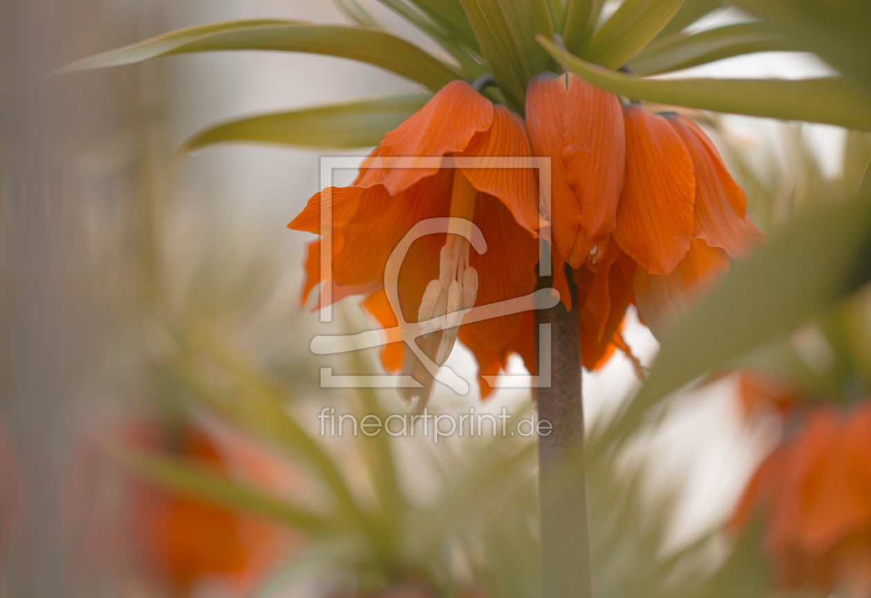Bild-Nr.: 11954294 Kaiserkrone - Fritillaria imperialis erstellt von Ulrike Adam