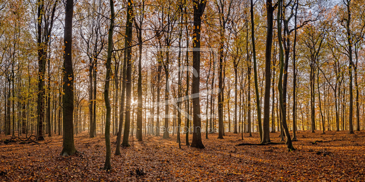 Bild-Nr.: 11954588 Herbstmorgen erstellt von bk-foto82