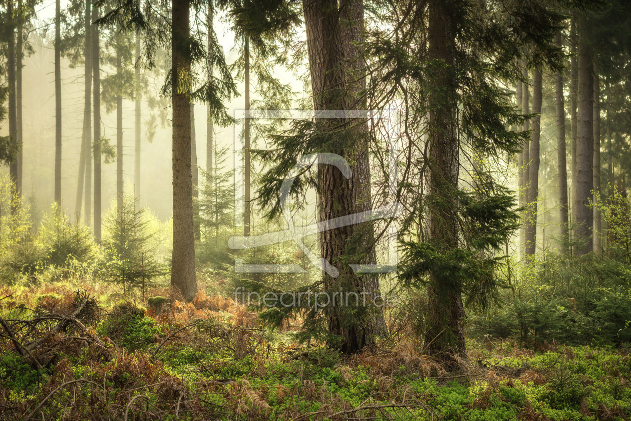 Bild-Nr.: 11954597 Frühlingswald erstellt von artmobe