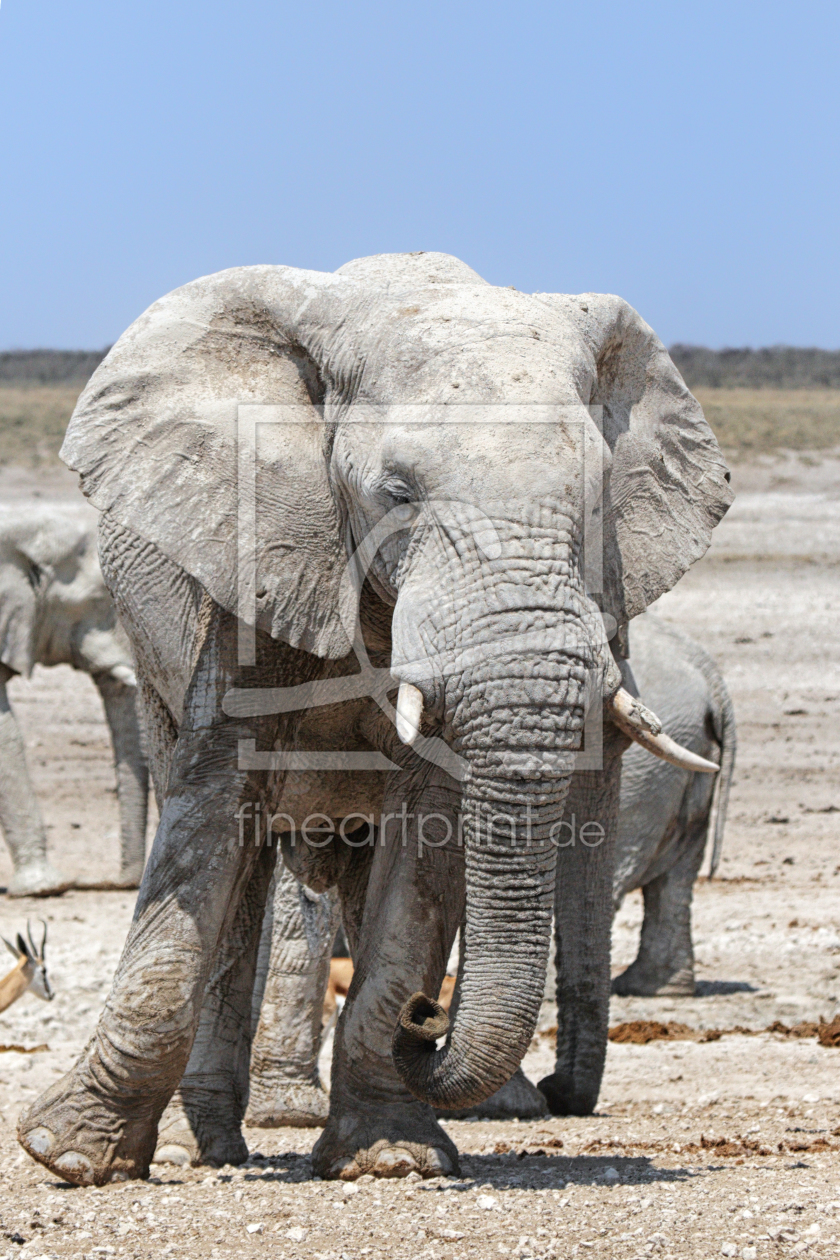 Bild-Nr.: 11954748 Elefant im Etosha Nationalpark erstellt von DirkR