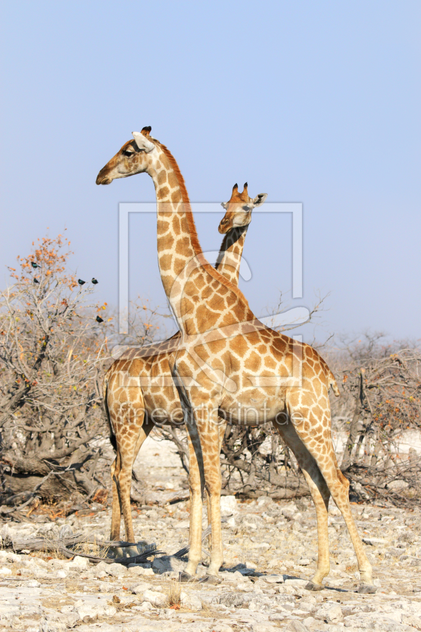 Bild-Nr.: 11954749 Zwei Giraffen erstellt von DirkR