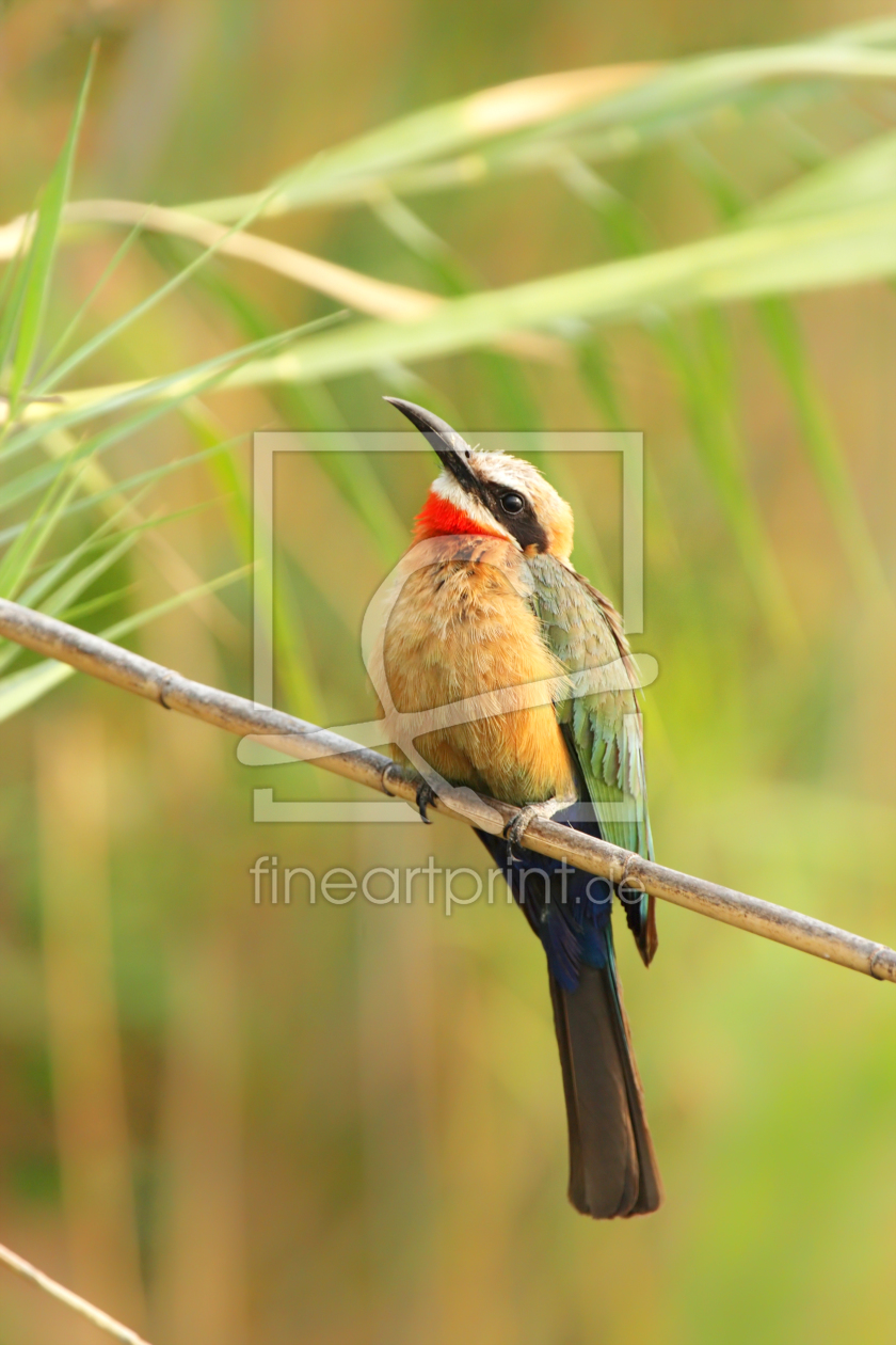 Bild-Nr.: 11954751 Weißstirnbienenfresser im Okavango Delta erstellt von DirkR