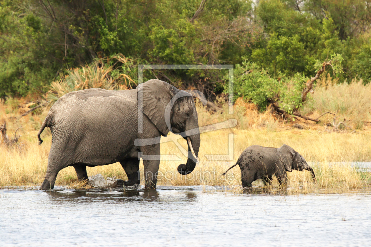 Bild-Nr.: 11954753 Elefanten im Okavango Delta erstellt von DirkR