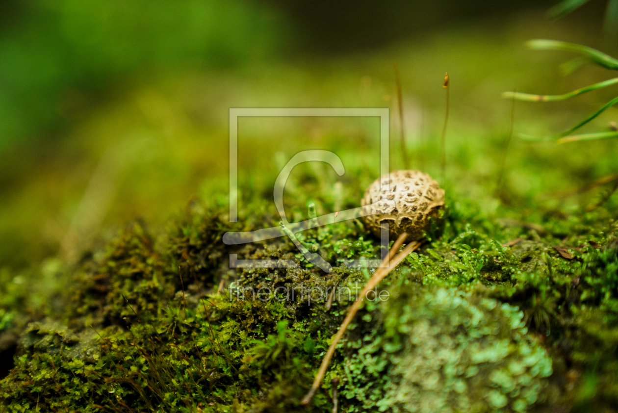 Bild-Nr.: 11954889 Pilz im Wald erstellt von GriecheAufSee