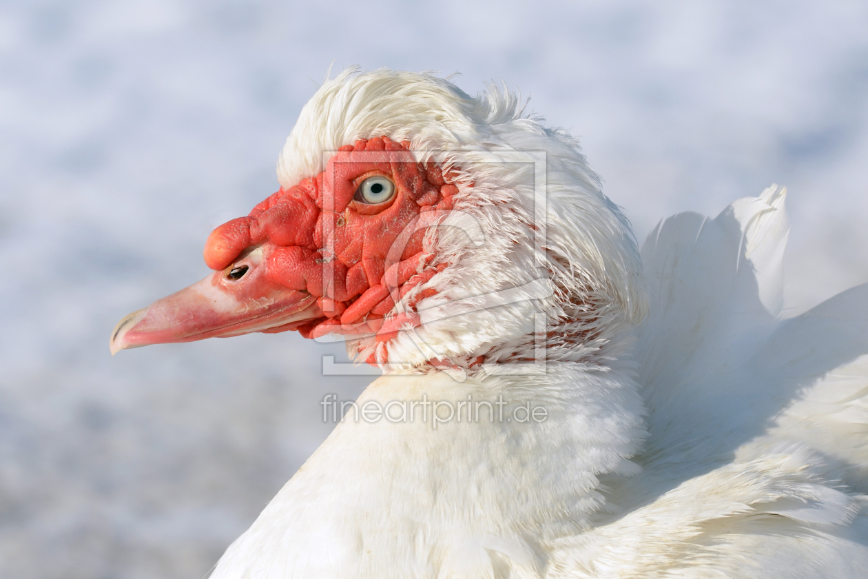 Bild-Nr.: 11955010 Winterfederkleid erstellt von Ostfriese