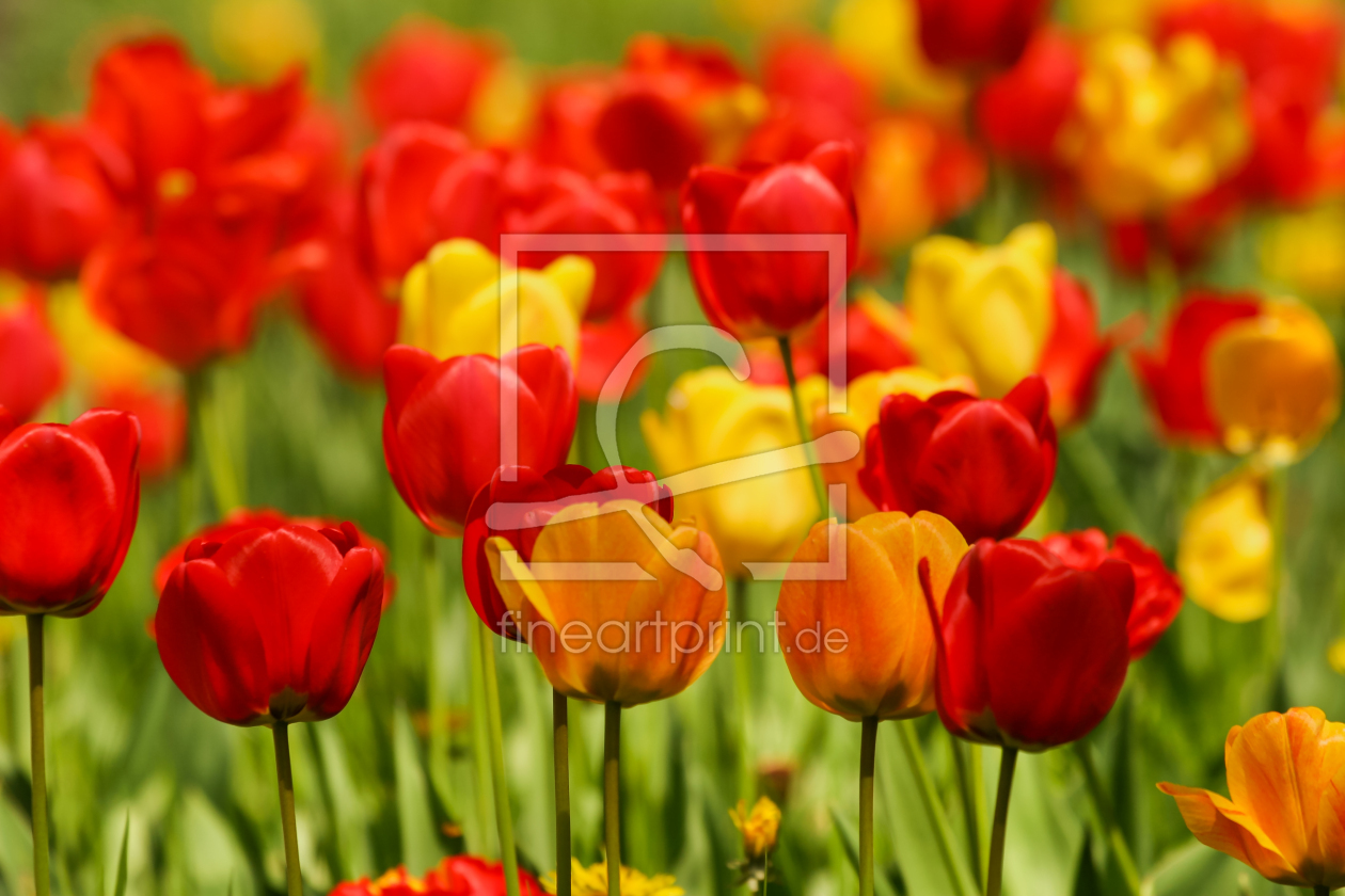 Bild-Nr.: 11955049 Blumenmeer erstellt von Dora-Pi-Art-Photographie