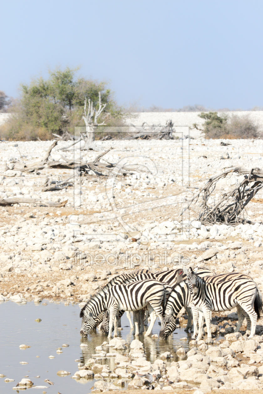 Bild-Nr.: 11955080 Zebras am Wasserloch erstellt von DirkR