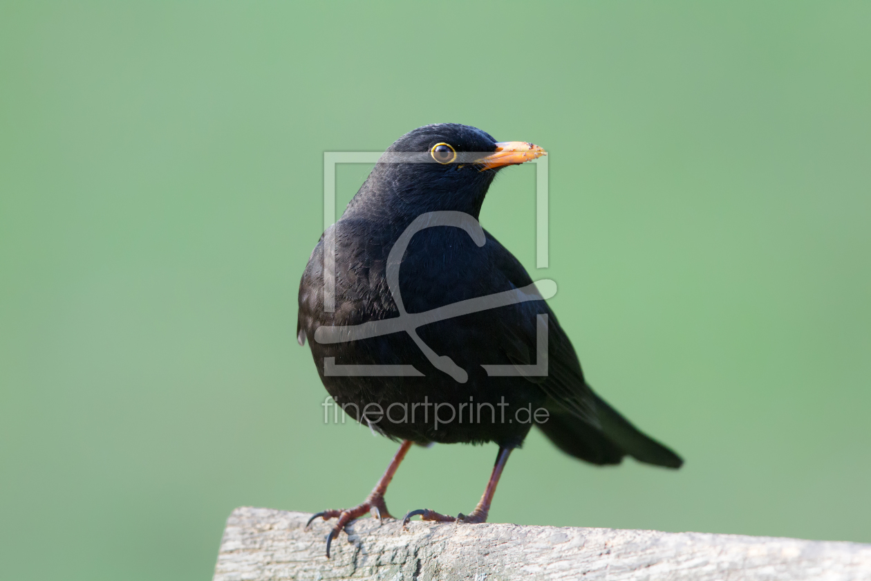 Bild-Nr.: 11955084 Amsel erstellt von DirkR