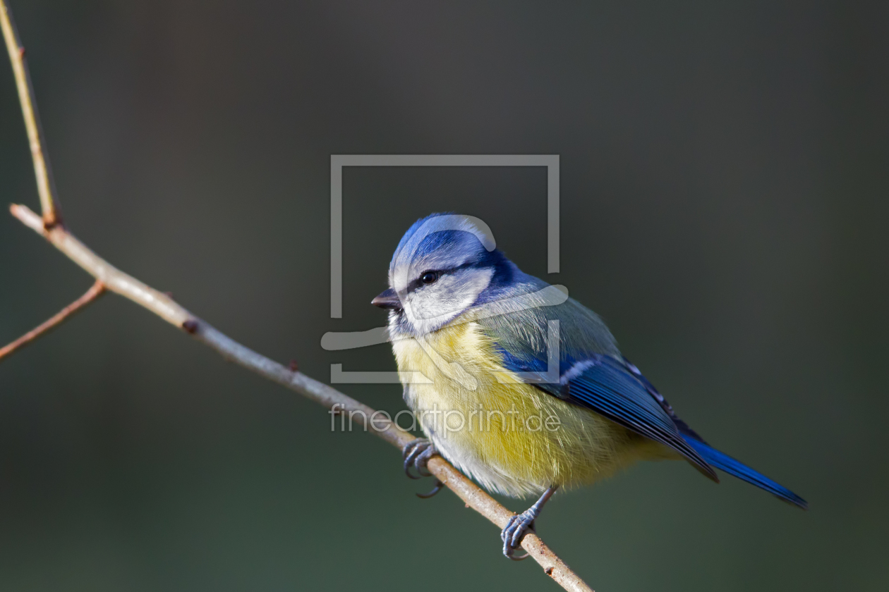 Bild-Nr.: 11955085 Blaumeise erstellt von DirkR