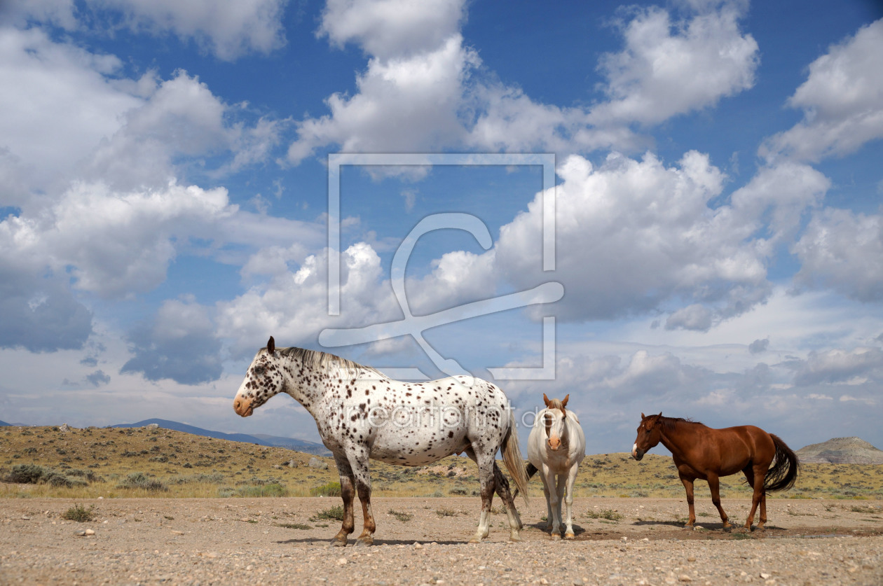 Bild-Nr.: 11955223 Appaloosa erstellt von flori0